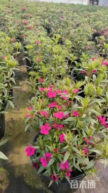 高度20厘米石竹