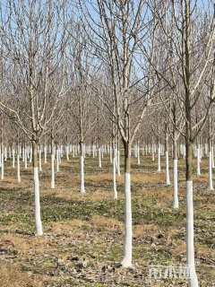 10公分娇红一号