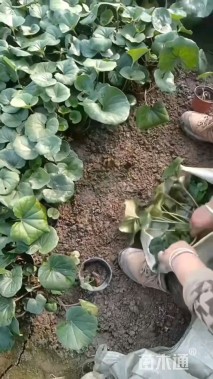 高度30厘米大吴风草