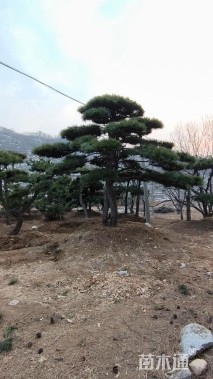 15公分造型油松