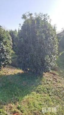 高度200厘米丛生蜡梅