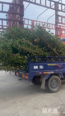 150厘米炮仗花