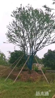 100公分丛生朴树