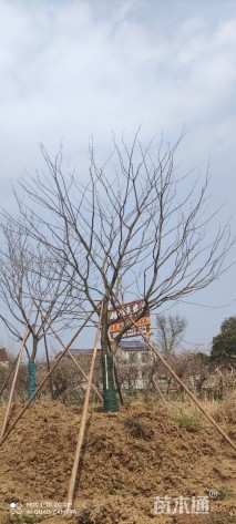 25公分朴树