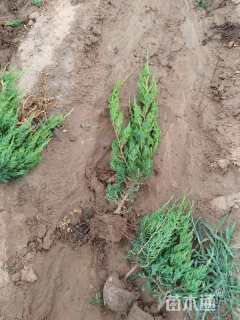 高度50厘米小龙柏