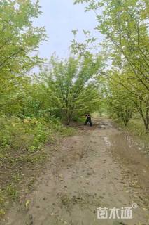 高度700厘米丛生中国黄蜡