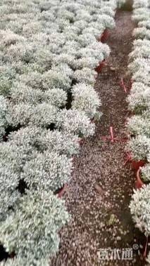 高度30厘米芙蓉菊