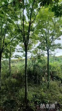 12公分七叶树