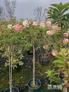 高度80厘米圆锥绣球