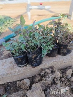 高度15厘米美国薄荷