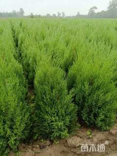 高度15厘米河南桧