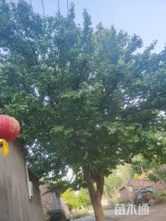 30公分杏树