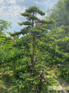 移栽苗造型罗汉松