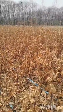 高度120厘米板栗