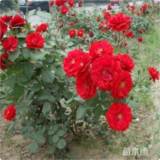 高度35厘米月季