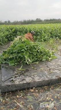 高度40厘米藨草