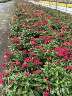 高度20厘米五星花