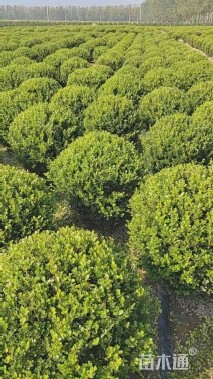 冠幅80厘米瓜子黄杨球