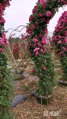 250厘米藤本月季