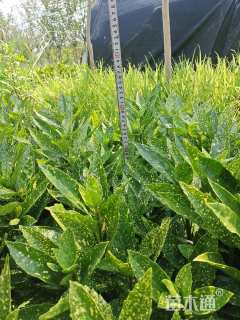 高度40厘米花叶珊瑚