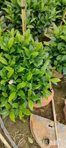 高度40厘米非洲茉莉