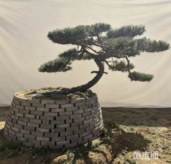 高度220厘米黑松
