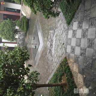 18公分桂花