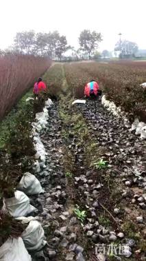 高度50厘米天鹅绒紫薇