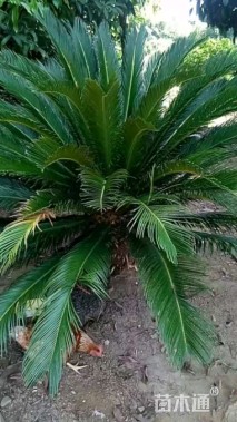 裸干高100厘米铁树
