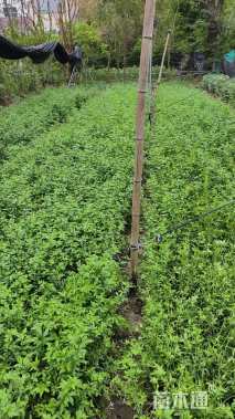 高度25厘米云南黄馨