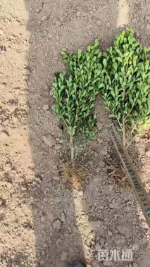 高度40厘米豆瓣黄杨