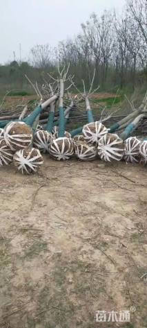 11公分黄山栾树