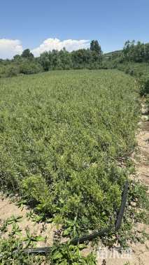 高度150厘米沙棘