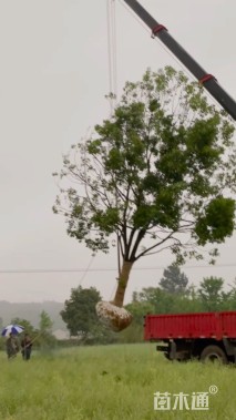 20公分香樟