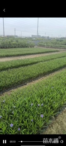 高度20厘米翠芦莉