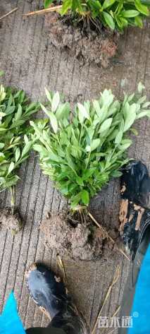 高度30厘米杜鹃