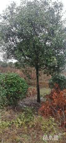 10公分红叶石楠