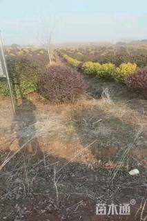 冠幅120厘米红花继木球