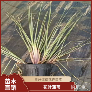 高度60厘米花叶蒲苇