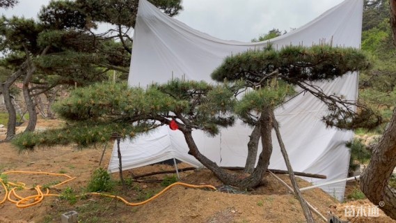 15公分造型油松