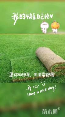 草卷状果岭草