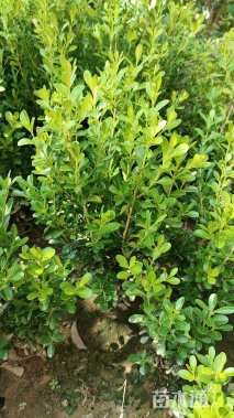 高度30厘米豆瓣黄杨