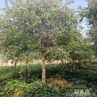 8公分丝棉木