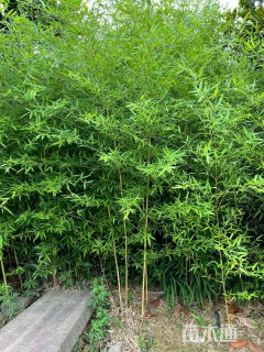 地栽苗金镶玉竹