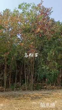 4公分乌桕