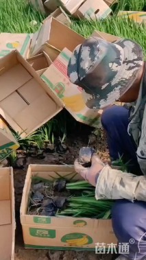 高度40厘米水生鸢尾