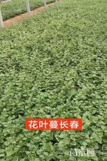 高度20厘米花叶蔓长春