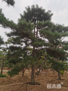 25公分松树