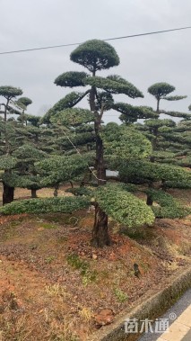 移栽苗造型罗汉松