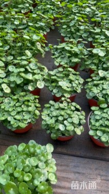 高度20厘米铜钱草